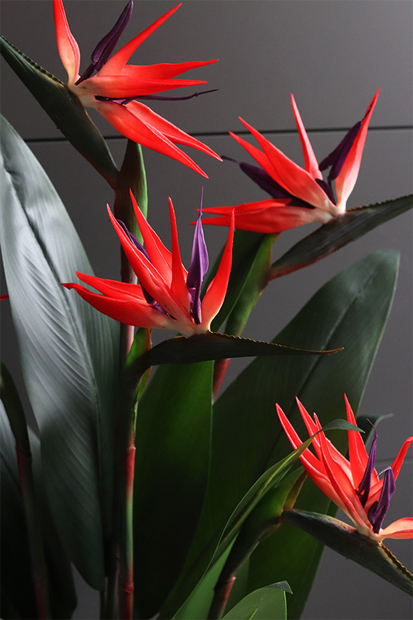 Strelicja Helios, egzotyczna dekoracja podłogowa