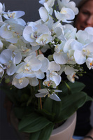 Dolandia Beige, sztuczny storczyk w misie