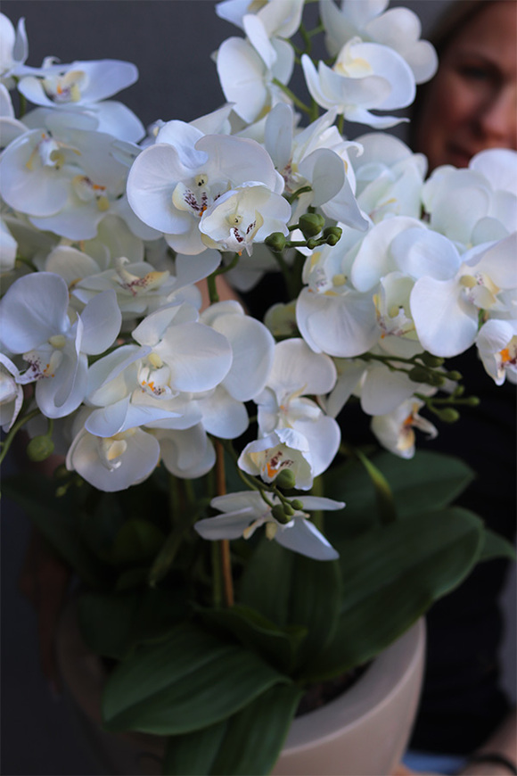 Dolandia Beige, sztuczny storczyk w misie