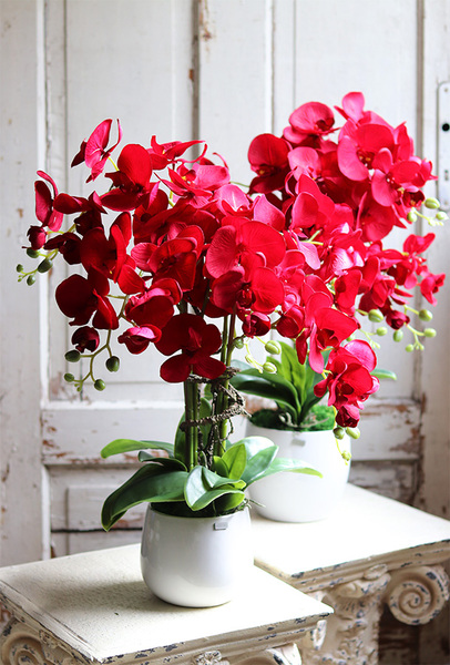 Red Fenice, karminowy storczyk w białej donicy