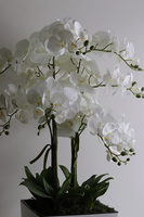 Mediolan Klasico, bogaty storczyk podłogowy w białej donicy, wys.120cm