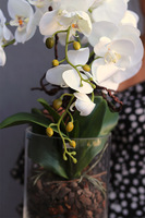 Glassier Como, storczyk w szklanej tubie