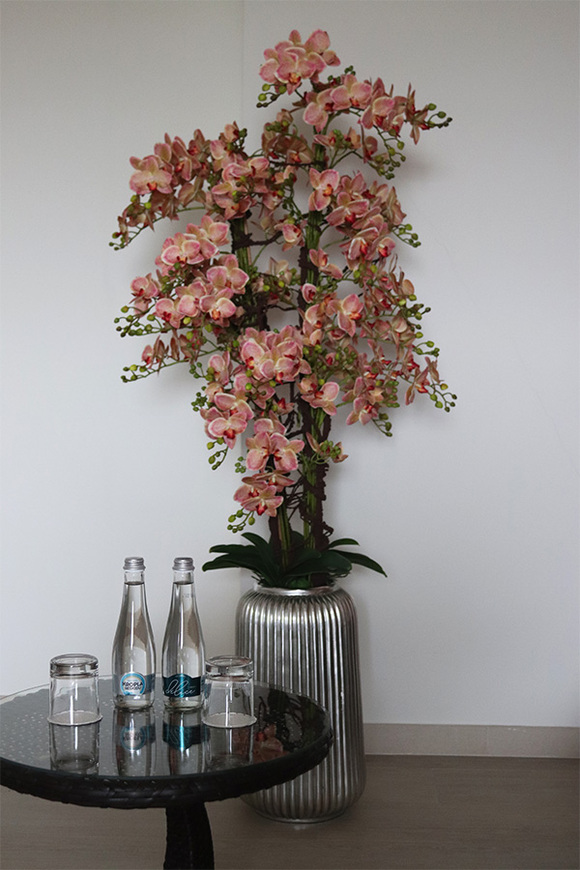 Granada Albina Silver, gumowy storczyk w srebrnej donicy