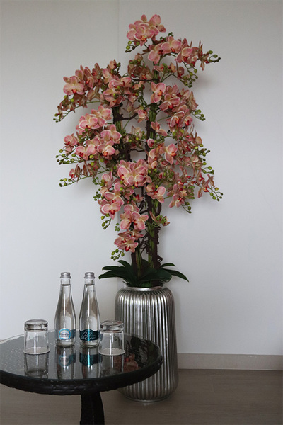 Granada Albina Silver, gumowy storczyk w srebrnej donicy