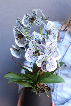 OD RĘKI Bellede, wysokiej jakości sztuczny storczyk, wym.54cm