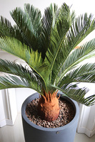 Cykas Concrete, sztuczna roślina w betonowej donicy