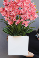 Cymbydium Pink Fiberglass, gumowy storczyk w donicy