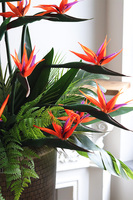 Strelicja Hilton Balleti, egzotyczna kompozycja