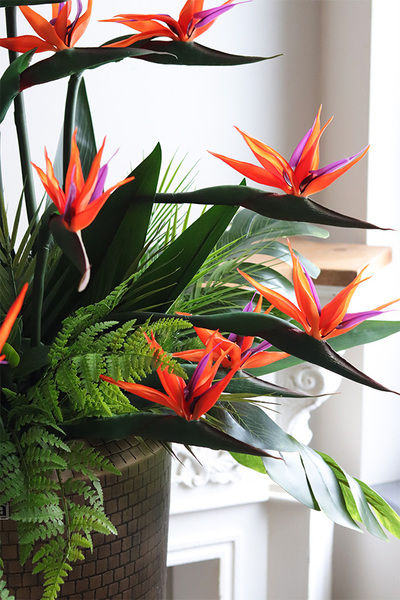 Strelicja Hilton Balleti, egzotyczna kompozycja