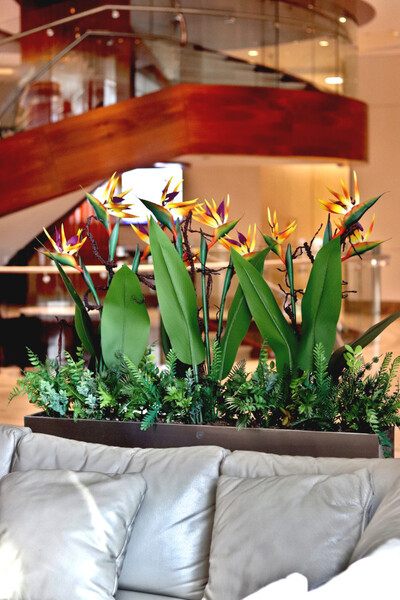 Silver Hilton Strelicja Long, egzotyczna dekoracja w stalowej donicy