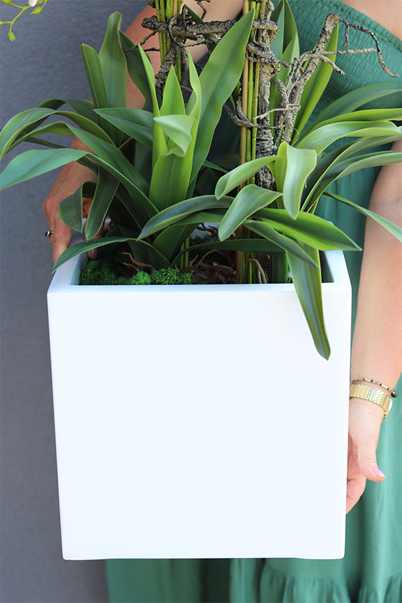 Fiberglass Cherie, gumowy storczyk w białej donicy