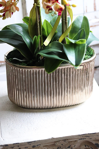 Nellia Golinata, efektowny storczyk w złotej donicy