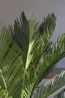 Cykas Gold Hilton, sztuczna roślina w złotej donicy