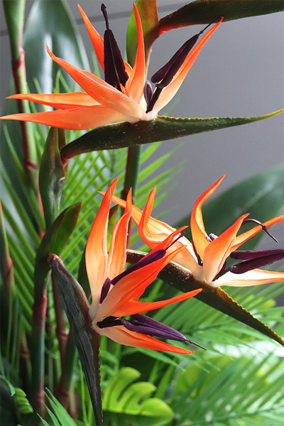 egzotyczna kompozycja, Strelicja Złota Bajka