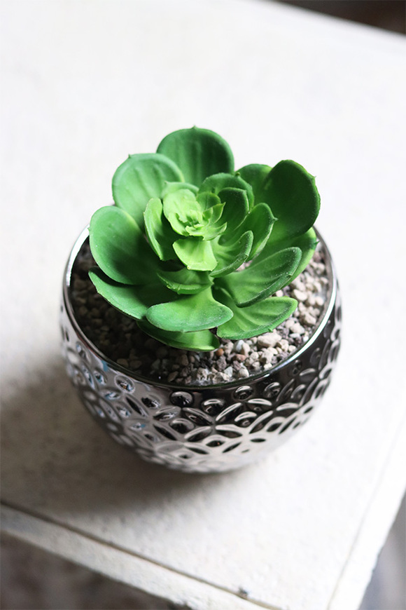 Gestree Silver, kompozycja sukulenty w srebrnej donicy, wys.15cm