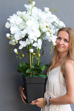 Mediolan Change, storczyk do Twojej donicy, wys.92cm