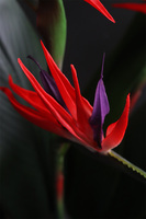 Strelicja Helios, egzotyczna dekoracja podłogowa