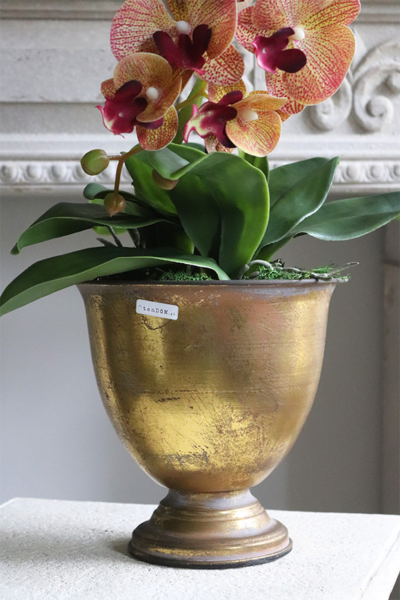 Gedristo Granada, gumowy storczyk tygrysi w złotym pucharze, wys.60cm 