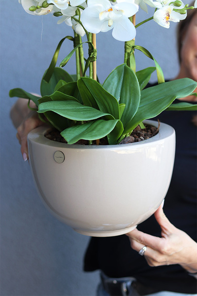 Dolandia Beige, sztuczny storczyk w misie