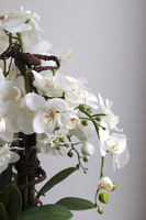 Modern Meadow, stylowy storczyk w doniczce ze wzorem