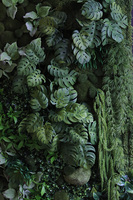 Black Frame Brazilea