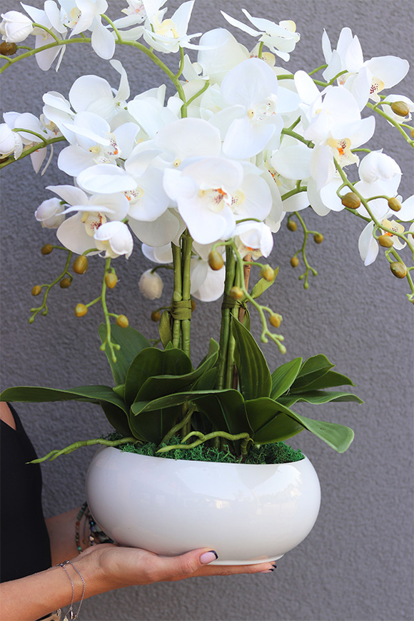 Inez White Piano, storczyk w białej donicy