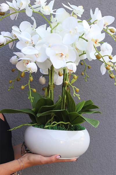 Inez White Piano, storczyk w białej donicy