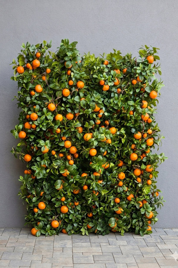 Olimpia Pomarańcze, zielona ścianka roślinna z owocami