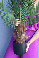 Palma Magellania, sztuczna roślina w doniczce, wys.130cm