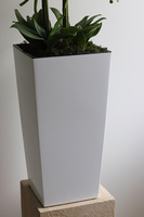 Mediolan Klasico, bogaty storczyk podłogowy w białej donicy, wys.120cm