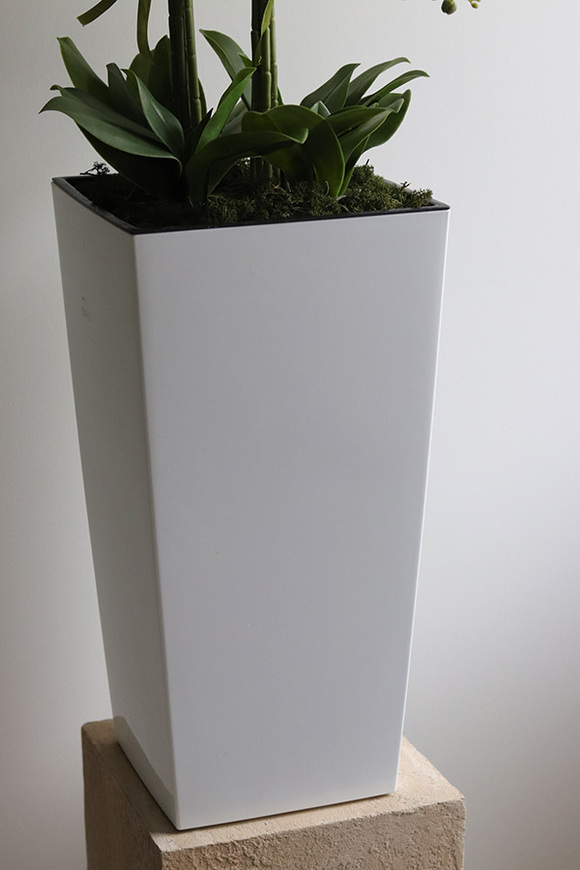 Mediolan Klasico, bogaty storczyk podłogowy w białej donicy, wys.120cm