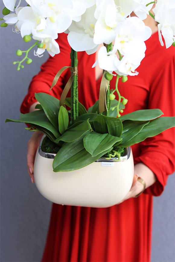 Teolina Glamour, gumowy storczyk w naczyniu