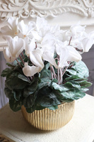 Szronione Cyklameny 2, elegancka zimowa kompozycja