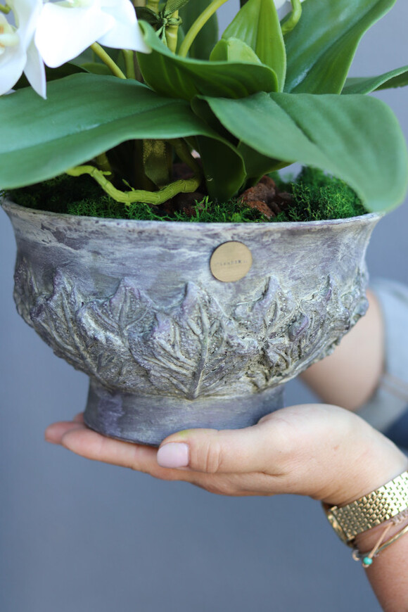 Eulalia, biały storczyk w fioletowej donicy