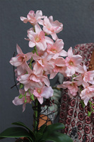 Turkussana, różowy storczyk w turkusowej donicy