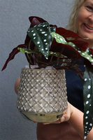 Begonia Koralowa, roślina doniczkowa w osłonce