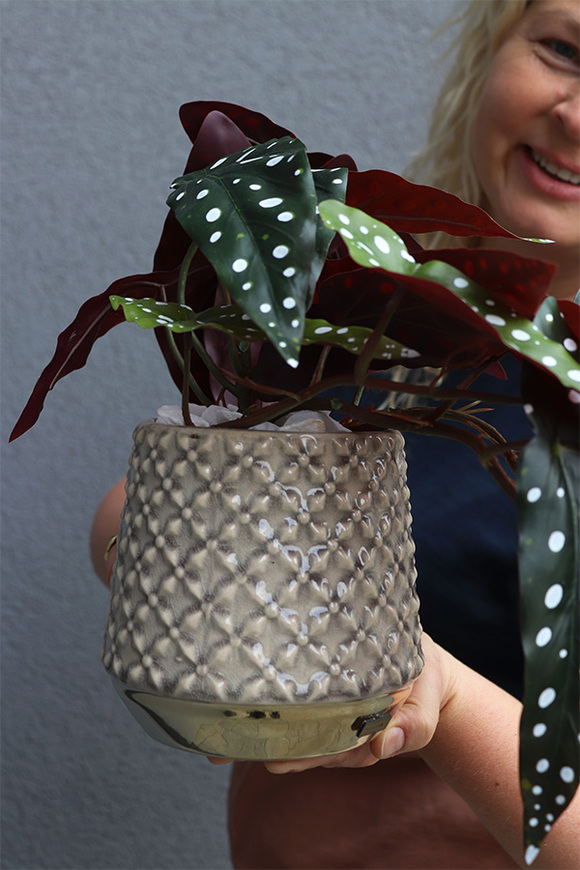 Begonia Koralowa, roślina doniczkowa w osłonce