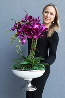 fioletowy storczyk w pucharze, Purple Glamour, wys.62cm