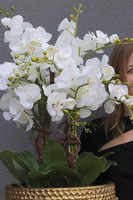 Goldenario Big 2, biały storczyk w złotej donicy