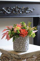 Kledia, sukulenty w nowoczesnej donicy