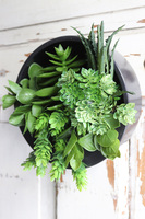 Designerio B, kompozycja sukulenty w czarnej donicy wiszącej, wym.13x21cm