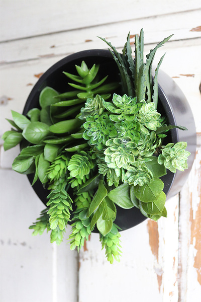 Designerio B, kompozycja sukulenty w czarnej donicy wiszącej, wym.13x21cm