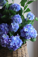 Blue Moon Basket, wiosenna kompozycja roślinna