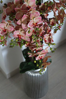 Granada Albina Silver, gumowy storczyk w srebrnej donicy