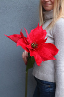 Czerwona Gwiazda Betlejemska, świąteczny kwiat poinsecji