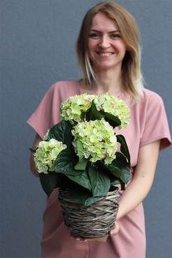 hortensja w wiszącym koszyku, Provenere Green, wys.40cm