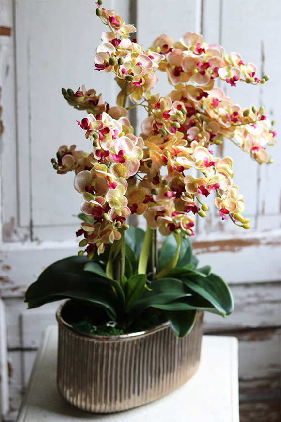 Nellia Golinata, efektowny storczyk w złotej donicy