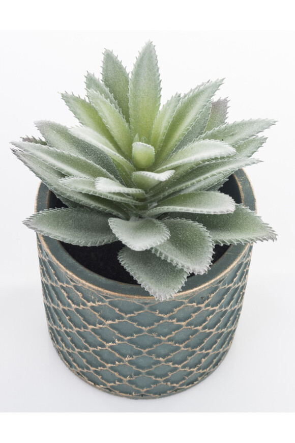 Haworthia, sztuczna roślina w ozdobnej osłonce, wym.16x12x12cm