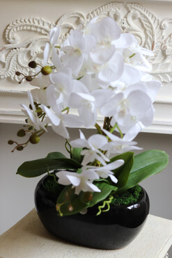 Blackino New, storczyk w czarnej donicy, wys.52cm 