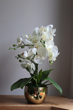 Gold Basics, storczyk w złotym naczyniu, wys.40cm